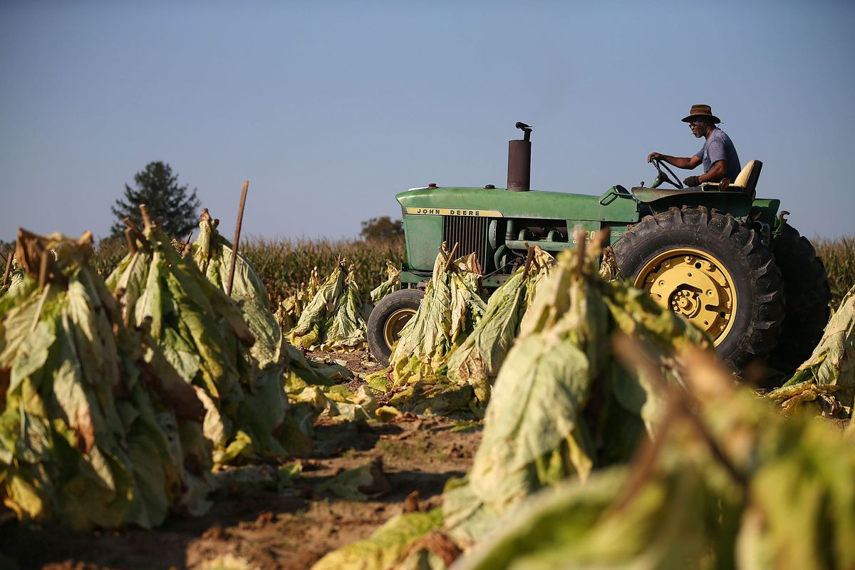 Maryland Tobacco Harvest After Severe Summer Drought