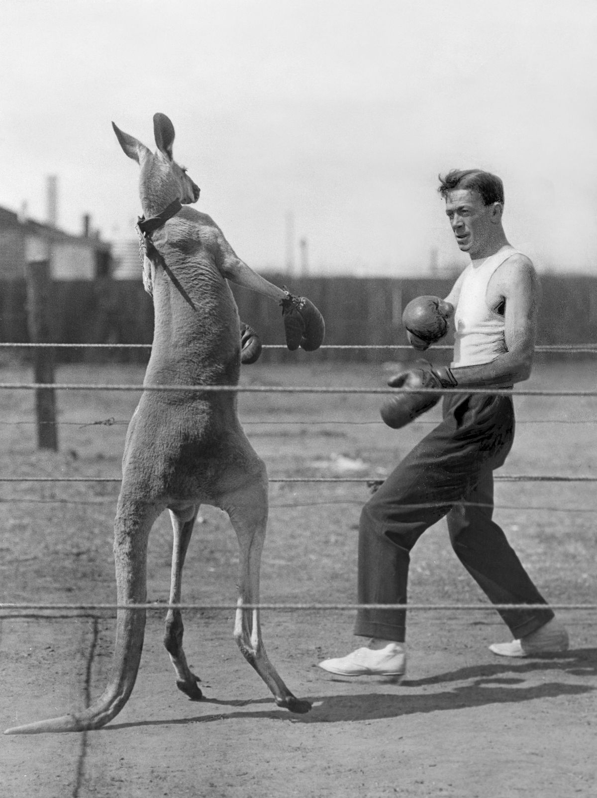 Funny animal pictures Man boxing with kangaroo ‘Aussie’ (number in a variety show in Berlin) - 1924 - Vintage property of ullstein bild