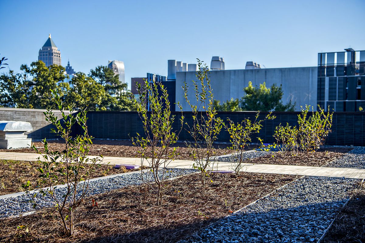 A small garden atop a building at Georgia Tech, with skyrises in the distance.