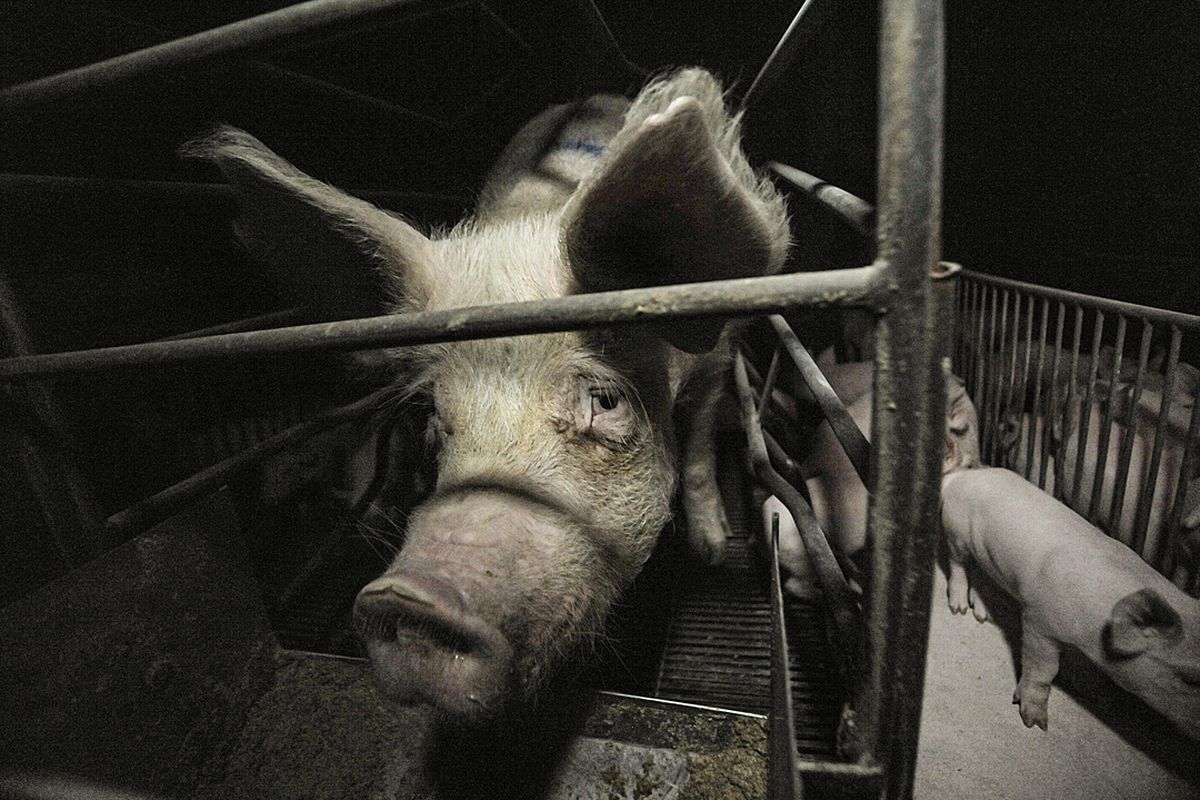 A pig looks at the camera through a metal-barred cage, with other pigs filing past her in a line.