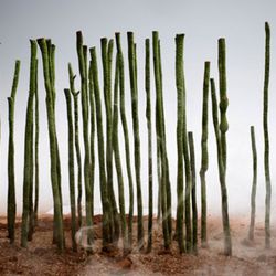 Bosque-de-bambu.exprimental.elBulli.2007 --- copyright Francesc Guillamet