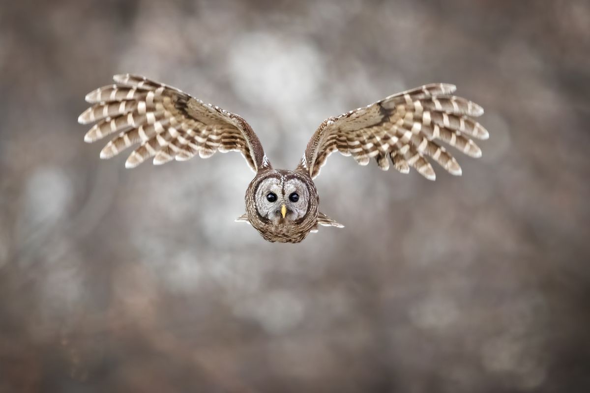 A barred owl in flight.