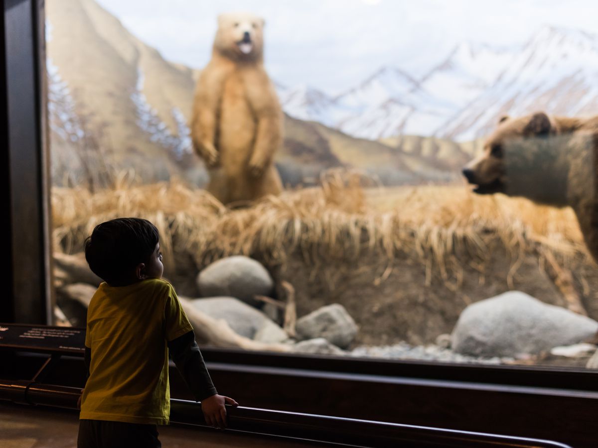 A child looks inside a large life-size diorama of bears in nature enclosed in glass.