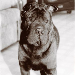 <p>Penny, the family shar-pei and the only one at home when the fire started, exited through a dog door. For days afterward, says Dick, "when she coughed, it smelled like smoke."</p>
