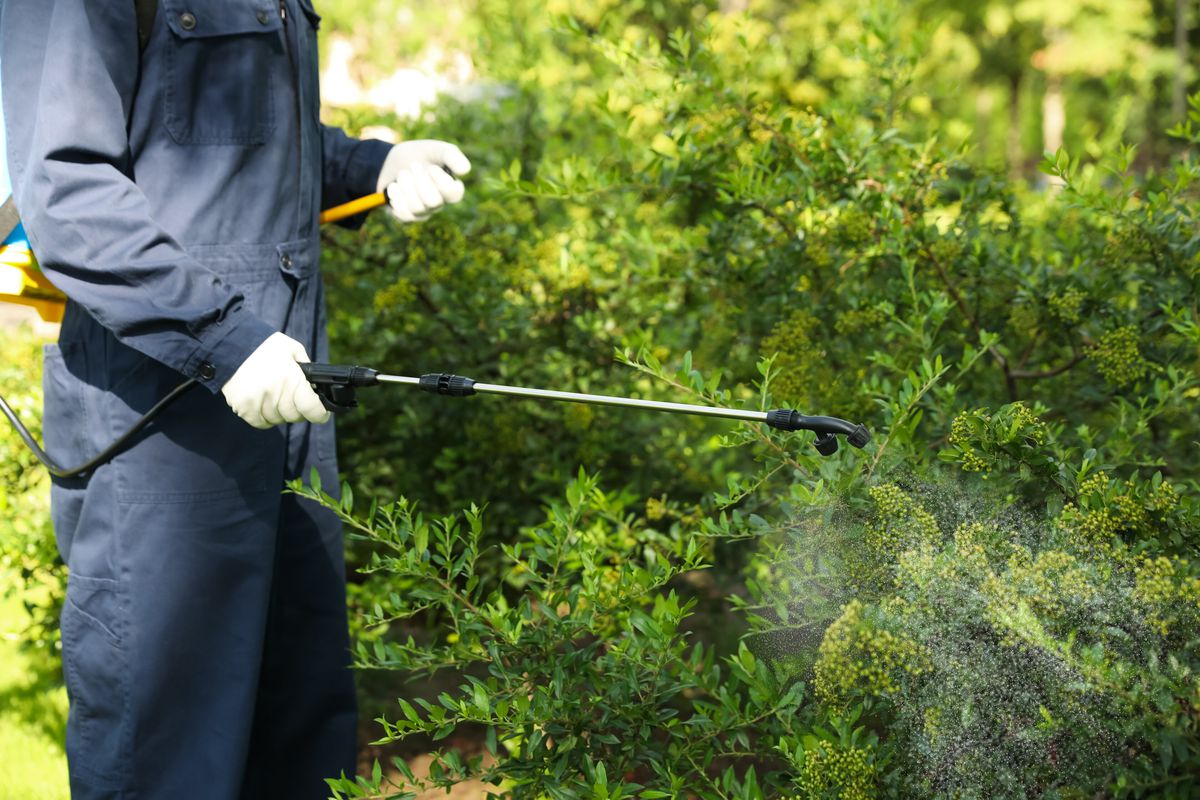 A pest control specialist wearing a navy blue jumpsuit and white protective gloves uses a wand tp spray pest control solution on green shrubs.
