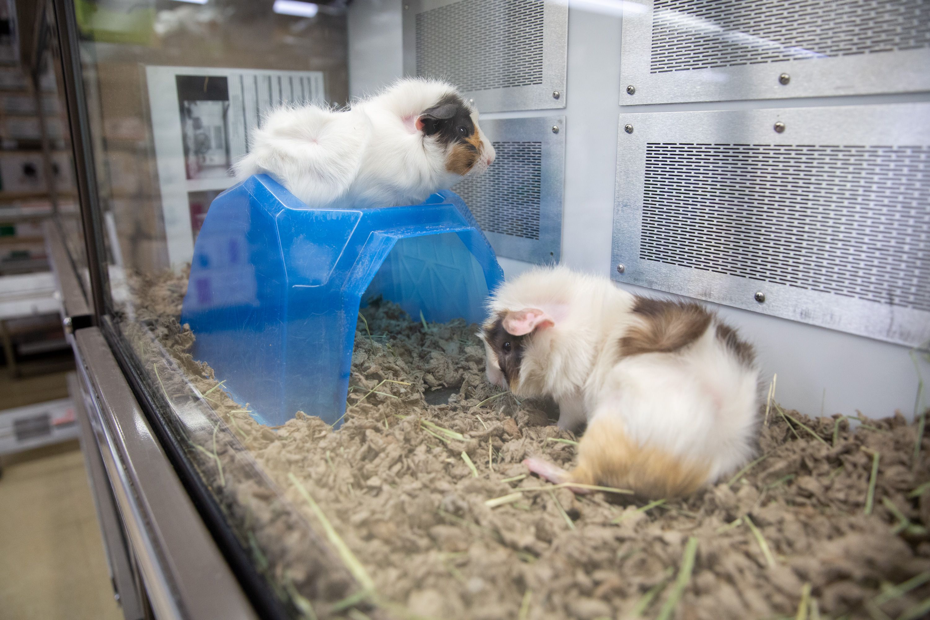 Two Guinea Pigs kept each other company inside a Petco display cage.