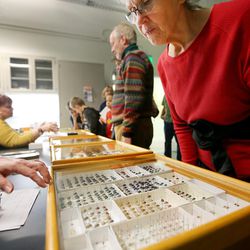 Jenienne White looks at insects as the Natural History Museum of Utah opens up the back rooms for visitors to see items that aren't out for regular viewing Saturday, Nov. 12, 2016.