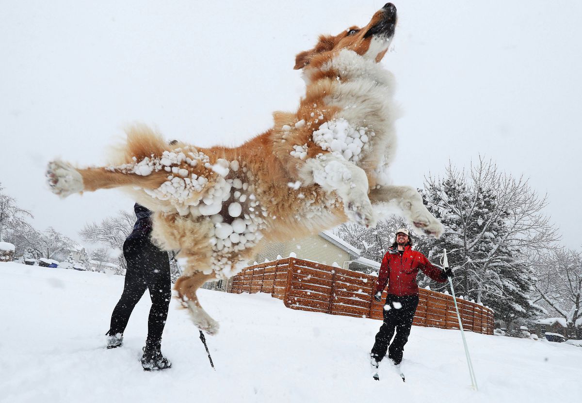Rob Reinfurt and Kelly Long ski and play with their neighbor’s dog Modoe in Cottonwood Heights on Wednesday, Feb. 17, 2021.