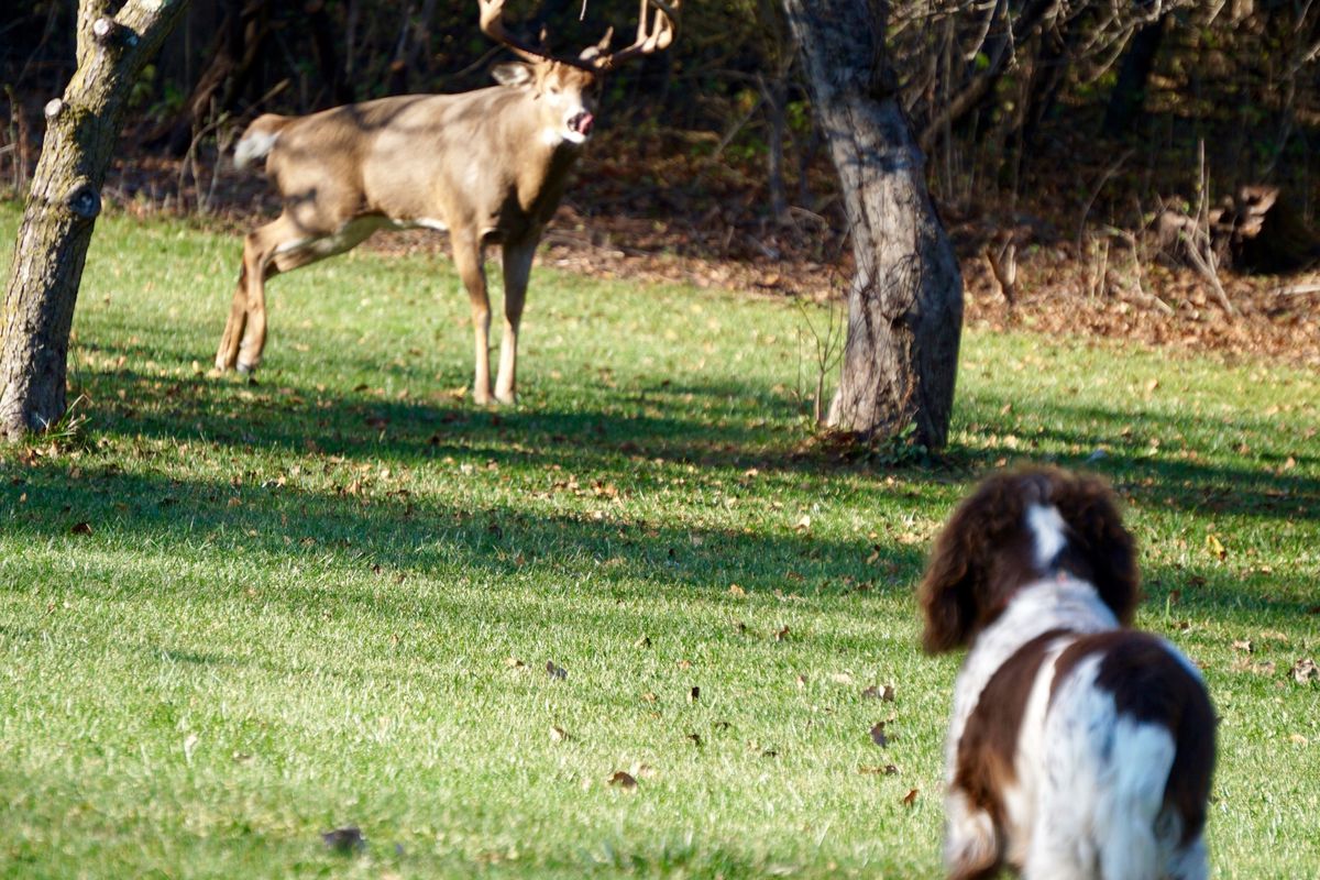 Dog and big buck encounter in Green Oaks. Photo provided by Lynn &amp; Tim Snell