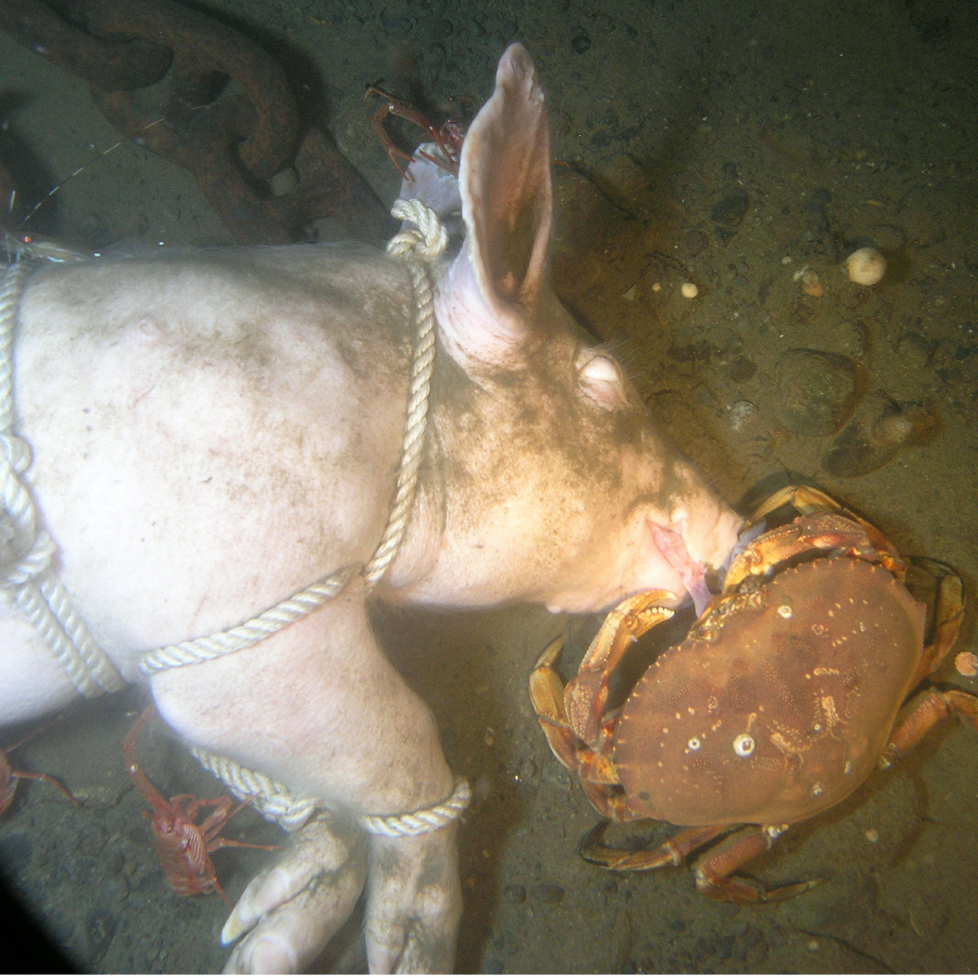This is what happens when a pig decomposes underwater - Vox