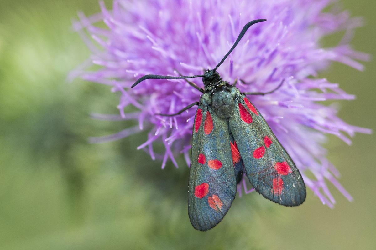 A moth on a bright purple thistle flower. The moth’s wings are subtly shade colored, smokey gray, blue, and green, with pops of bright red dots. 