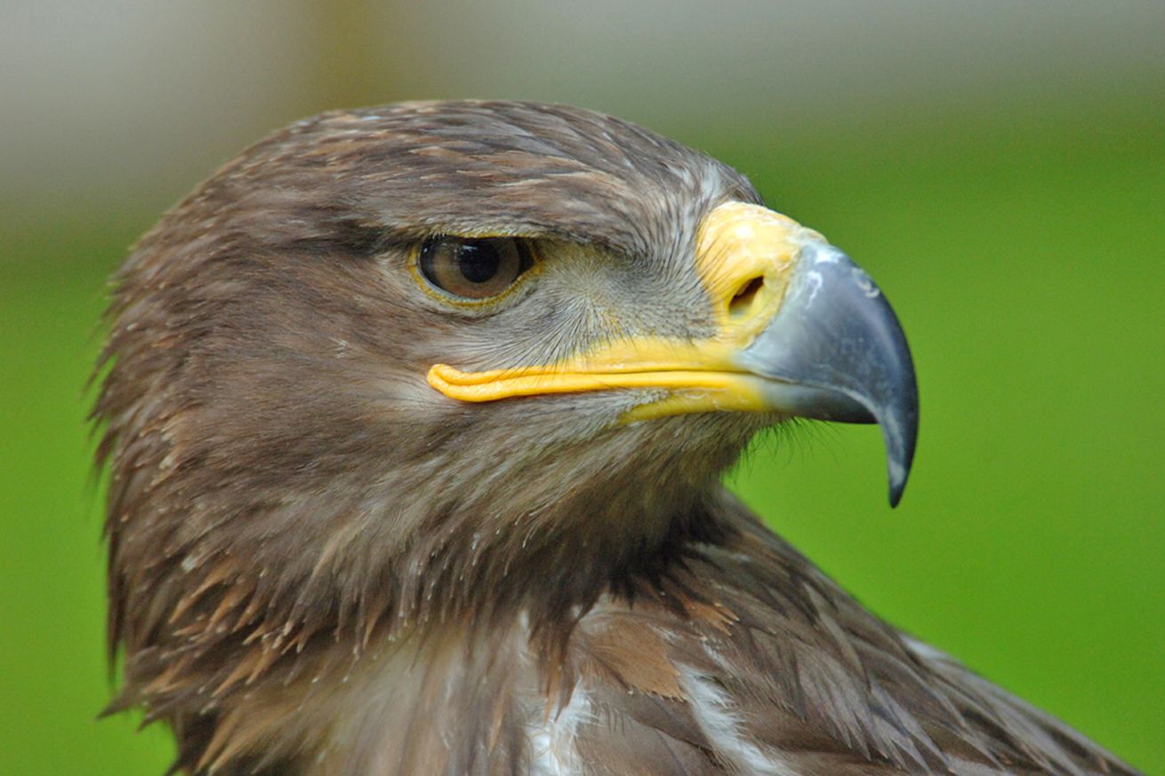 A close-up view of an eagle’s profile.