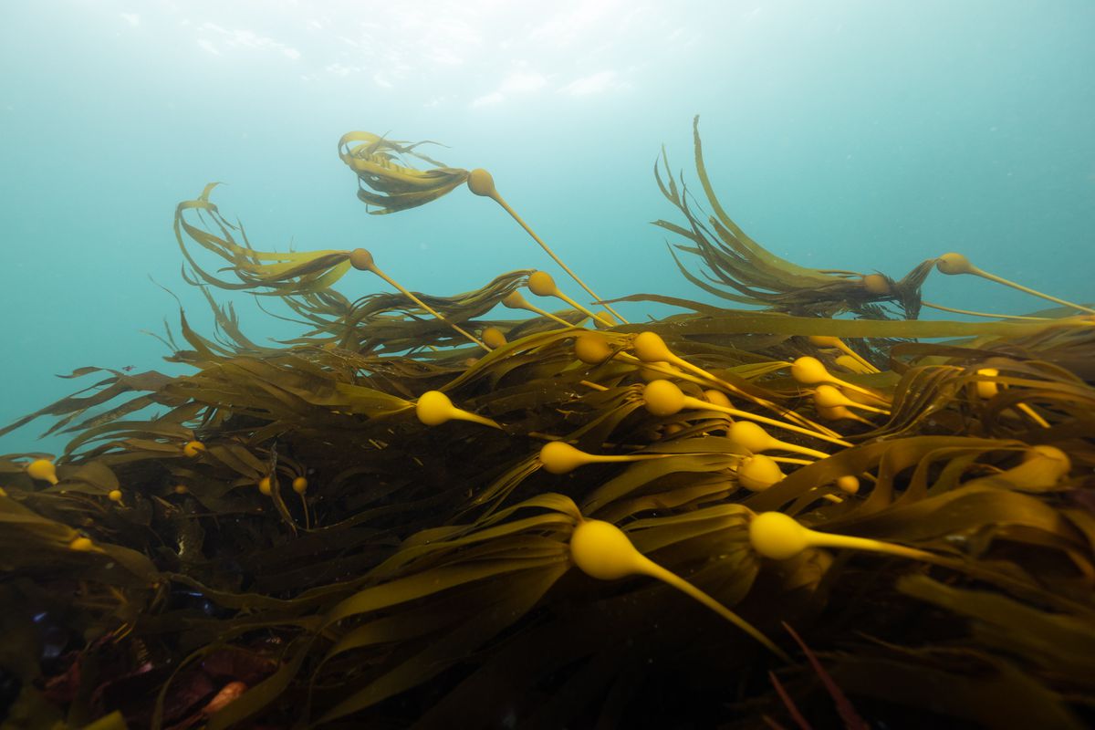 The ball-shaped floats and fronds at the ends of kelp stalks, waving in the current.