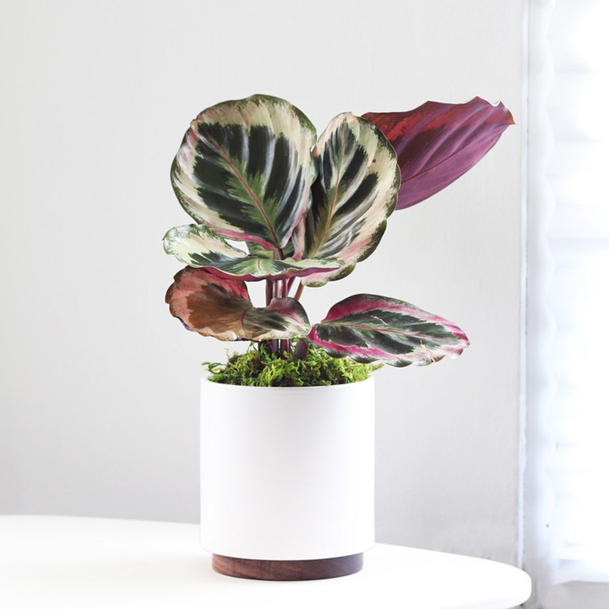 White round planter holds a purple and dark green plant with round leaves. 