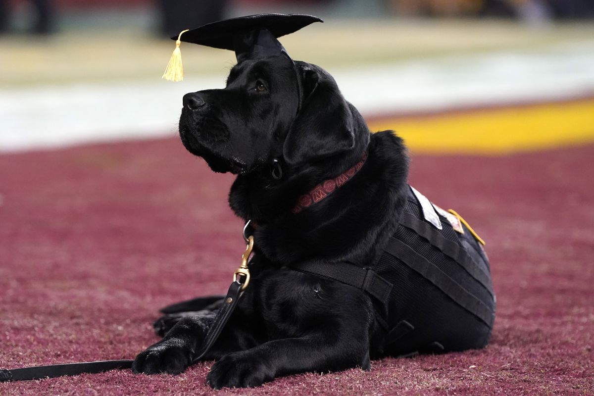 Washington Commanders team dog Mando wears a graduation hat as the team announces he is ready to be paired with a service member during a pause in play in the team’s game against the Dallas Cowboys at FedExField on January 08, 2023 in Landover, Maryland.
