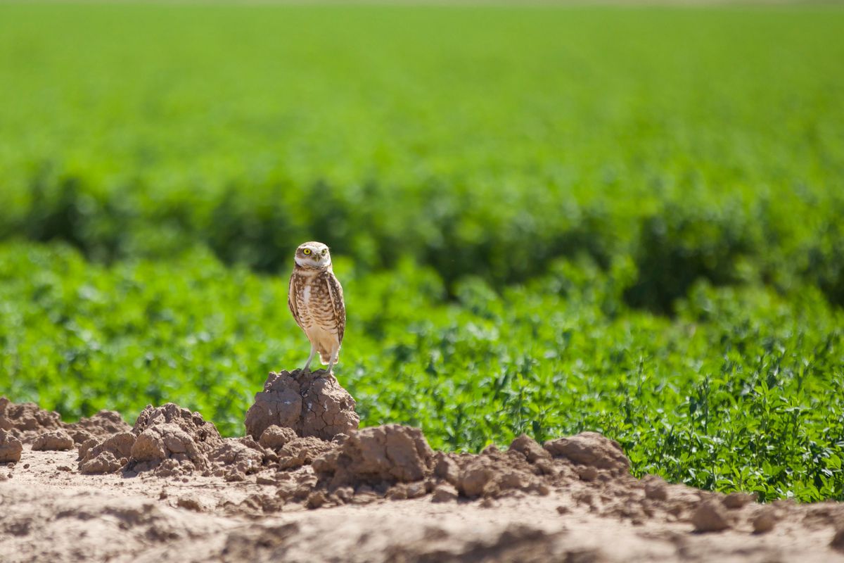 A burrowing owl standing atop of clump of dirt, outlined against a green field.