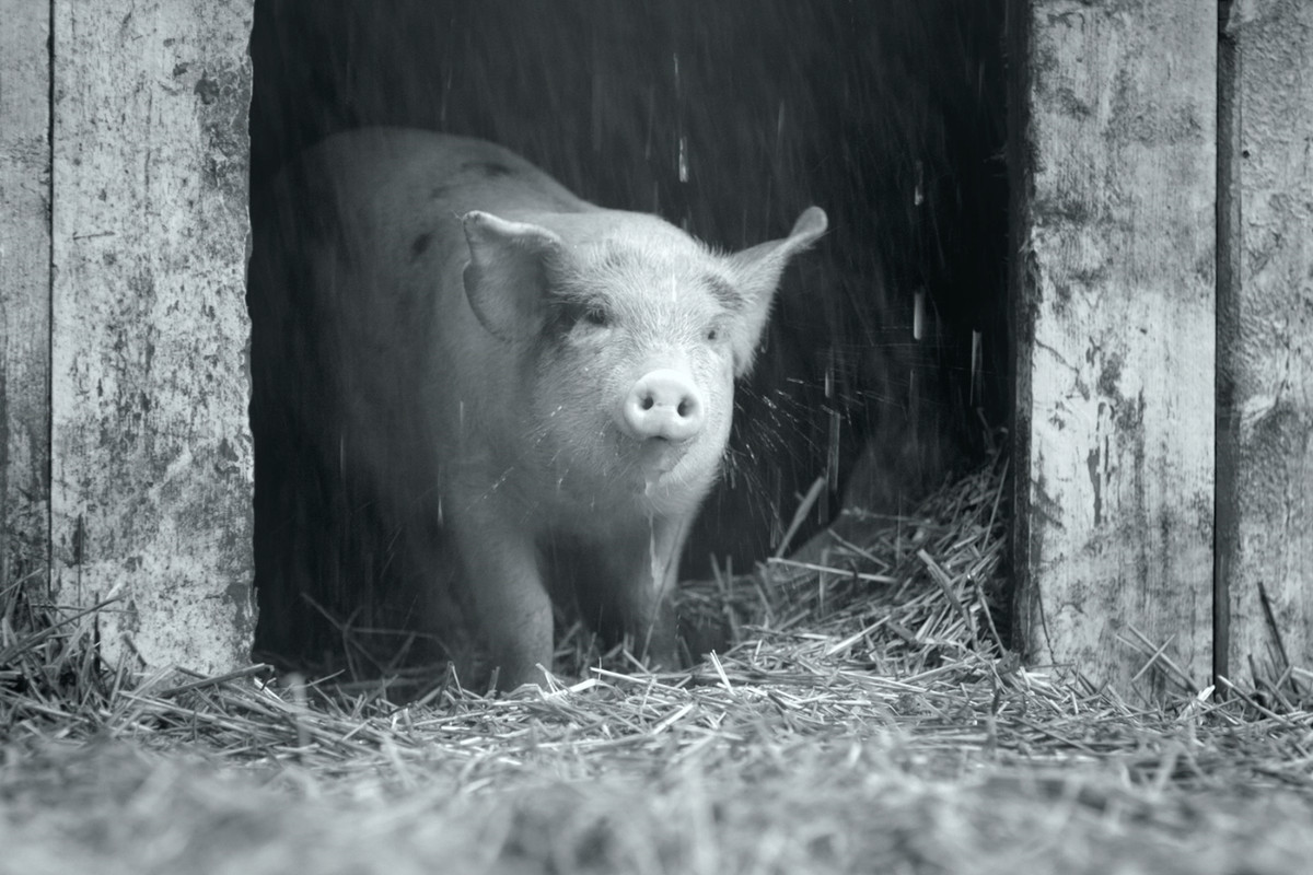 A piglet looks out the door of a shed.