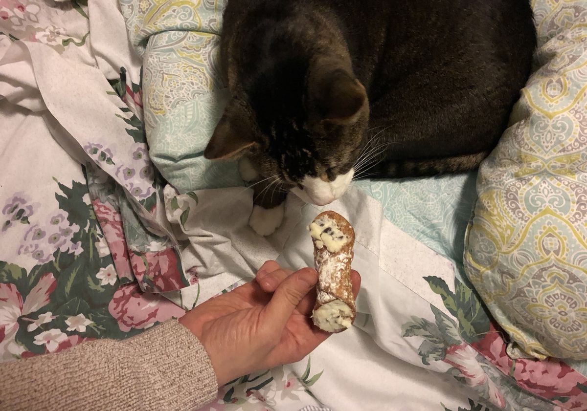 Cannoli from Bread Plus, with Sutton’s cat