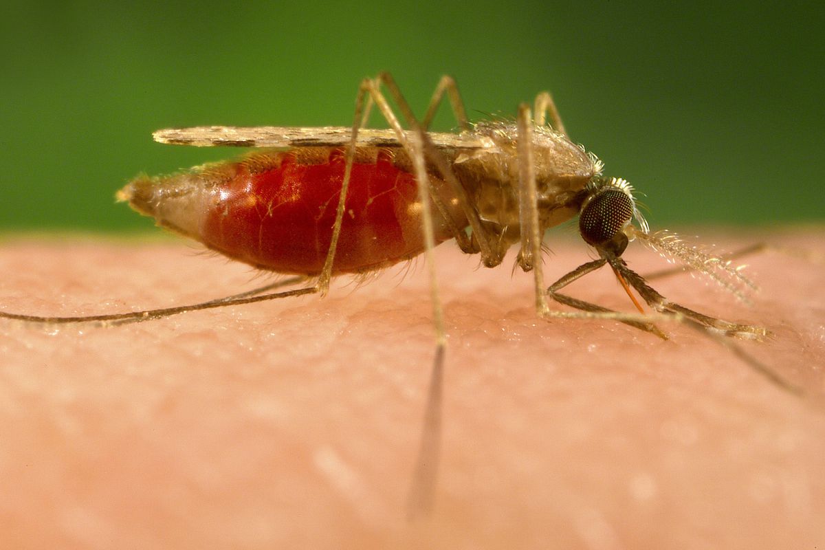 The Anopheles minimus mosquito, a malaria vector, feeding on a human host.