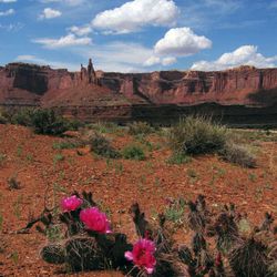 Cactus flowers in Canyonlands National Park, Utah, May 5, 2005. 