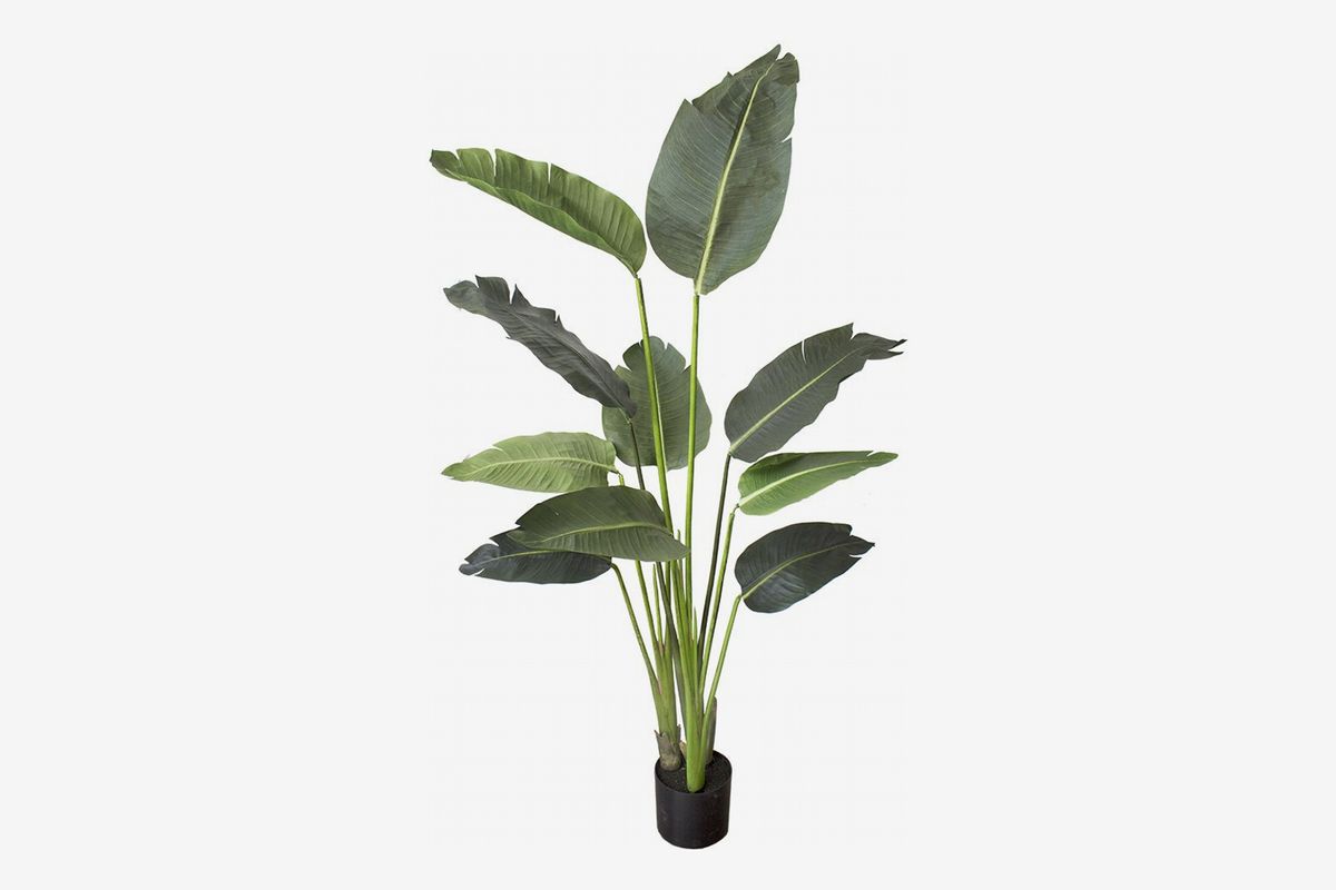 Black planter holds tall plant with large leaves.