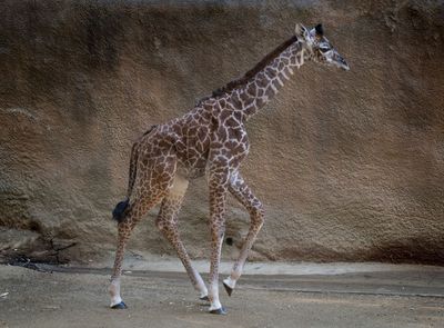 us-animal-zoology-giraffe
