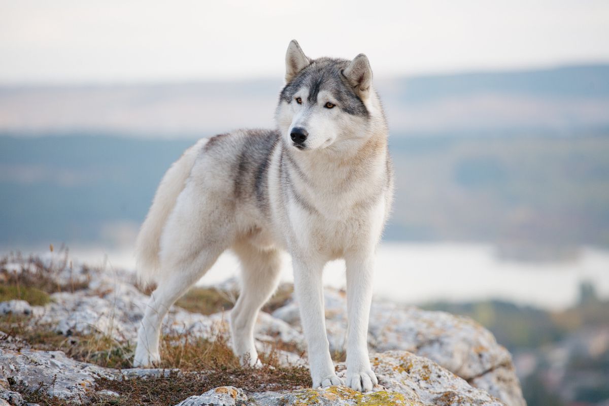 A Siberian Husky standing on a mountain looking away from the camera with nature in the background