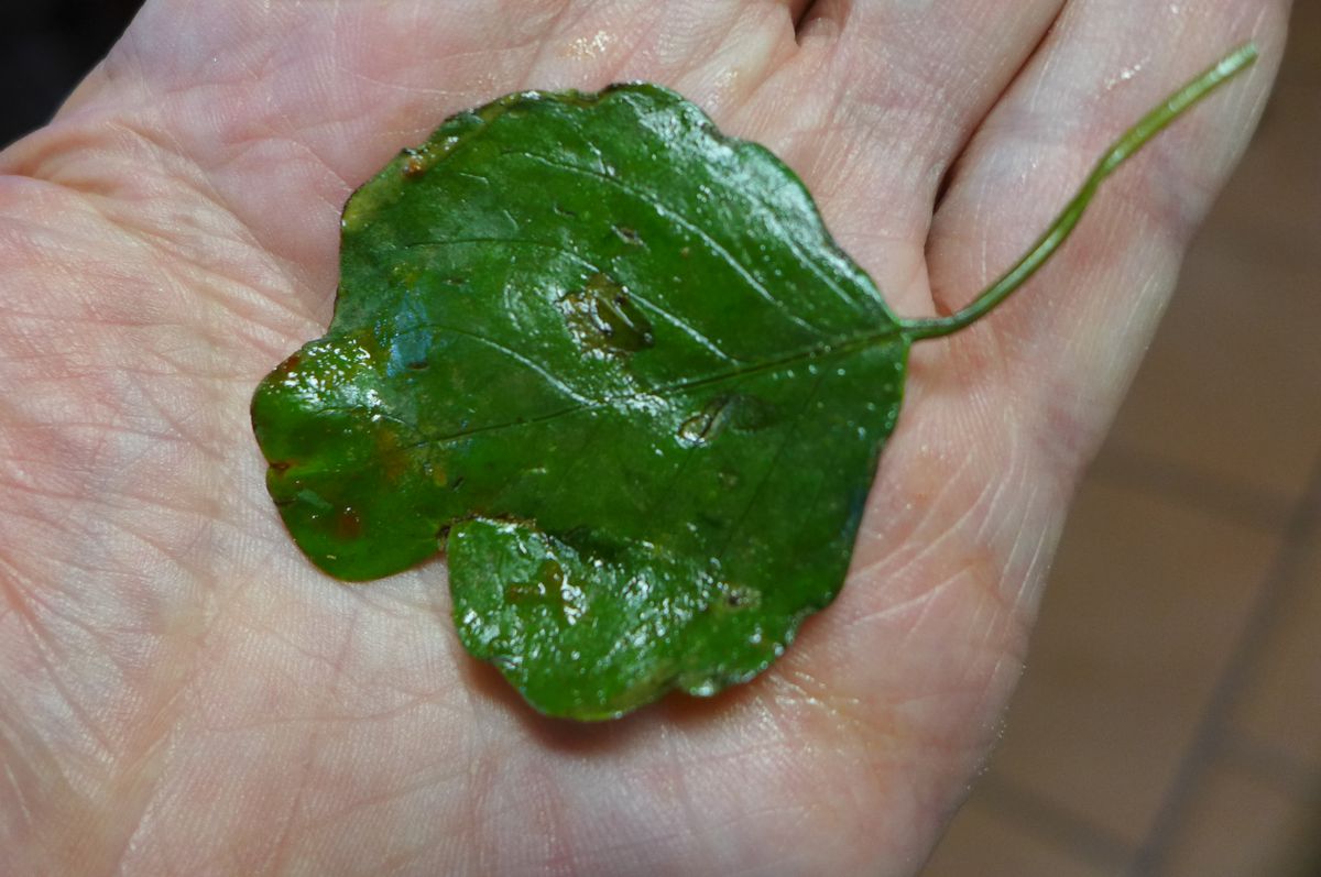 The papalo leaf provides the cemita’s distinctive flavor.