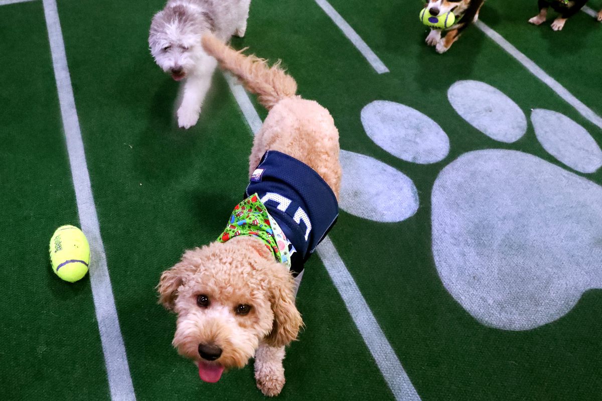 Archie and Jax clear the way for Llewy to carry a toy football down the field during the Safari Pet Resort’s Annual Super Puppy Bowl
