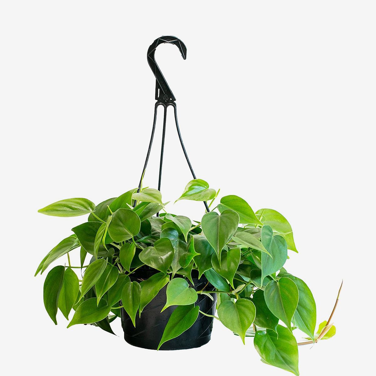 Hanging planter with trailing heart-shaped leaves.