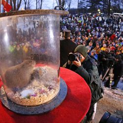 Punxsutawney Phil, the weather prognosticating groundhog, sits on display after making his prediction of six-more weeks of winter during the 129th celebration of Groundhog Day on Gobbler's Knob in Punxsutawney, Pa. Monday, Feb. 2, 2015. 