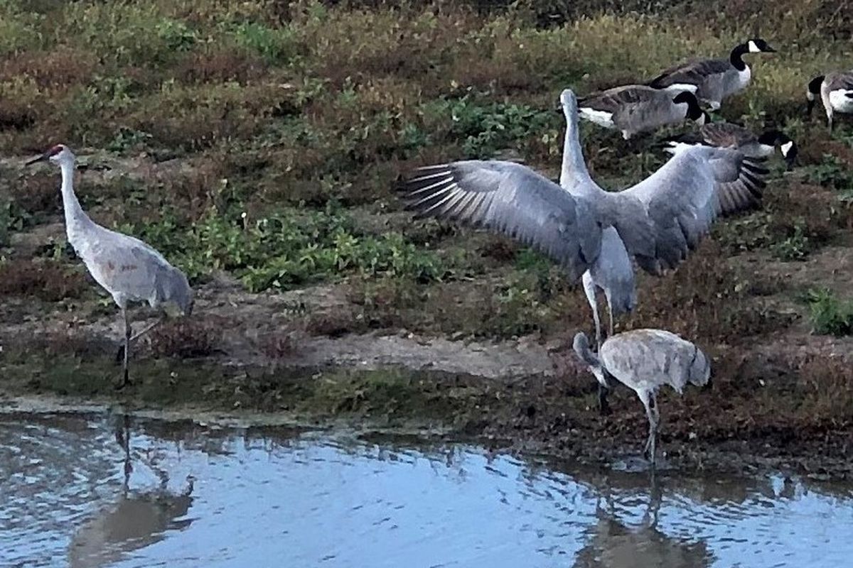 Sandhill cranes and Canada geese at Buffalo Creek. Credit: Larry Spence