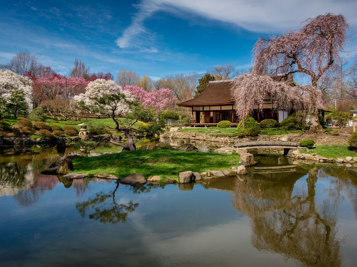 A view over a lake looking toward the Shofuso Japanese House and Garden during cherry blossom season.