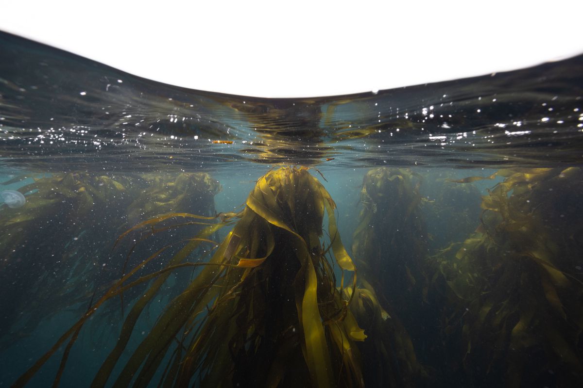 The tops of a kelp forest, seen just below the surface of the water.