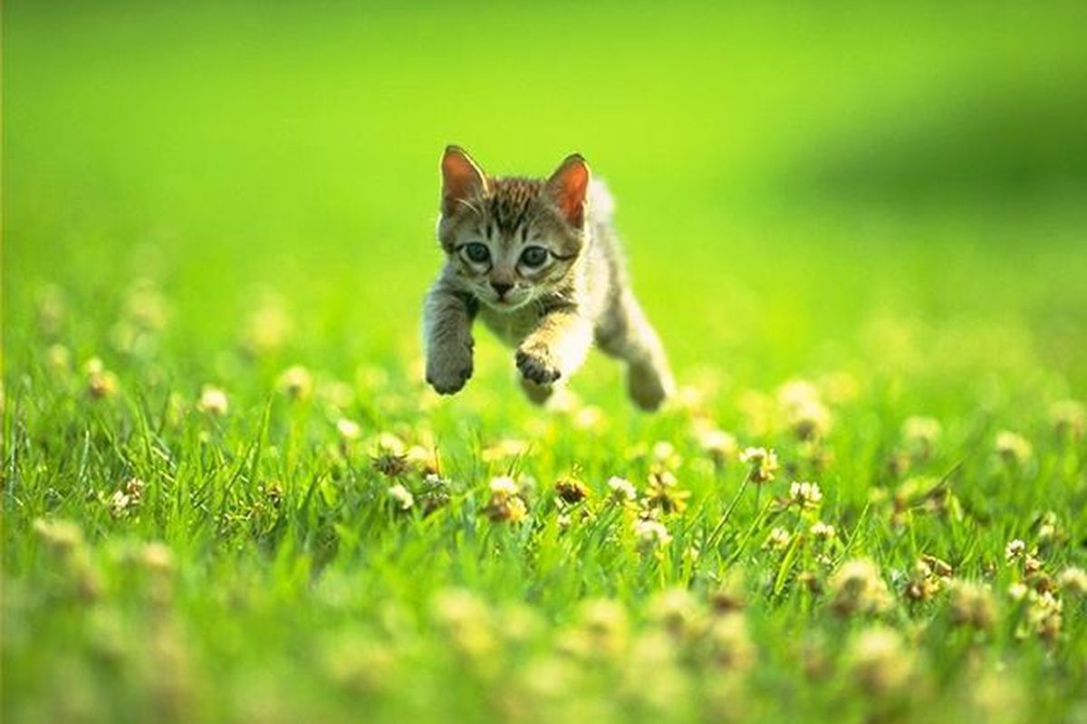 Field kitten