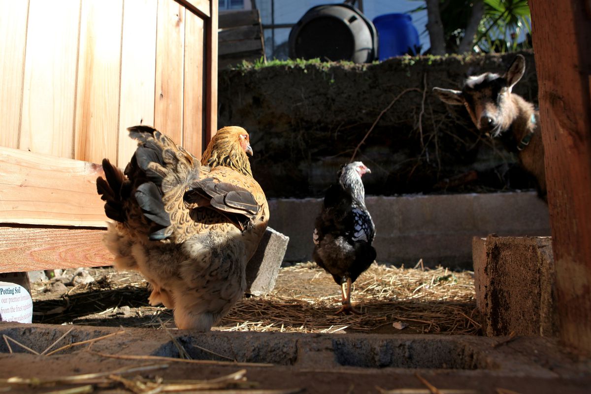Backyard Chicken Farming In Urban Areas Gains In Popularity