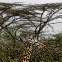 In this photo taken Sunday, Nov. 27, 2016, a giraffe walks past acacia trees in Nairobi National Park, Kenya. Statuesque giraffes, overlooked because they seem to be everywhere, are now vulnerable to disappearing off the face of the Earth according to biologists who create the world's extinction watch list, at a biodiversity meeting in Mexico Wednesday, Dec. 7, 2016. 