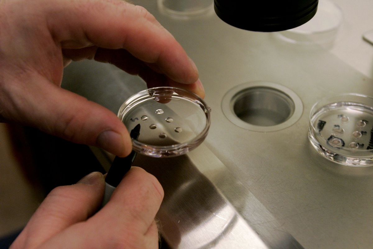 California Embryo Bank Provides Donated Eggs For Stem Cell Research