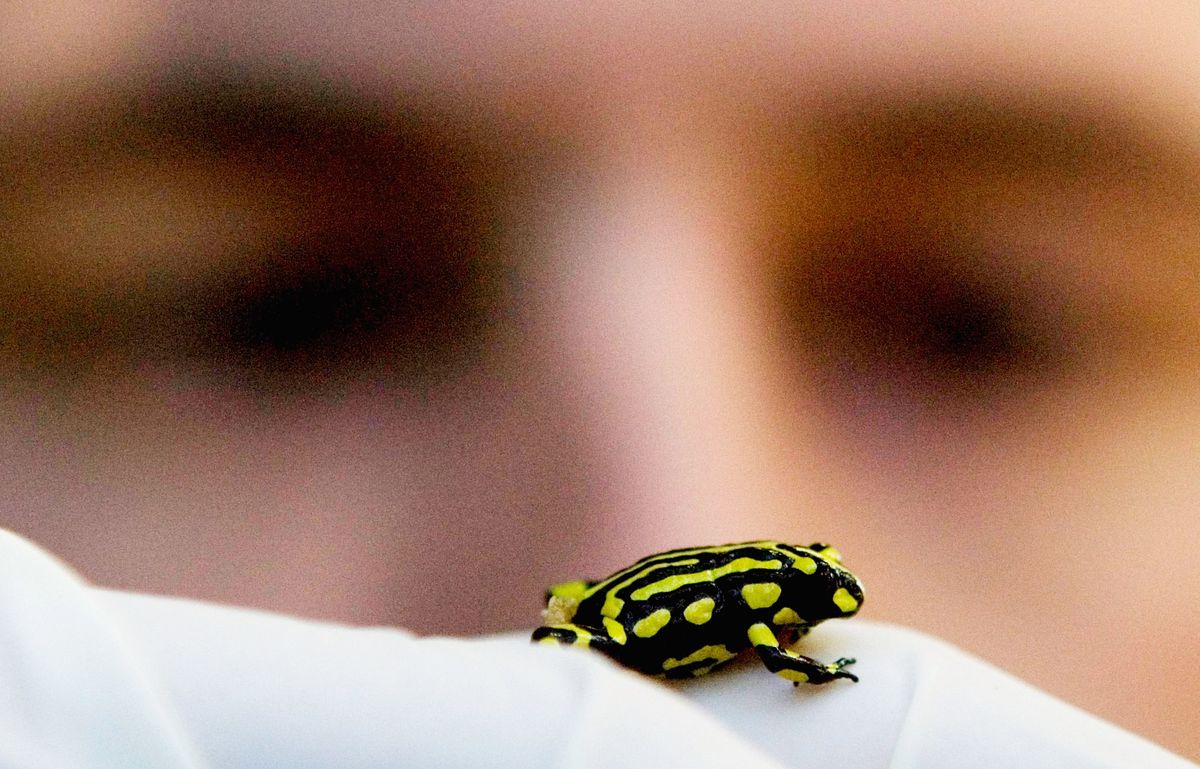 A Corroboree Frog walks across the gloved palm of reptile keeper. Only about 200 Corroboree frogs exist in the wild in their natural habitat of the Kosciuszko National Park in New South Wales. The frogs are threatened by the amphibian chytrid fungus. 