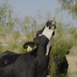 File - In this Aug. 1, 2011, file photo an Angus/Brahman crossed cow eats mesquite tree beans, higher in protein than grass due to the drought, on Pete Bonds' ranch in Saginaw, Texas. Texas' historic drought brought the biggest one-year decline in cows with an estimated 600,000 fewer bovines in the state now than on Jan. 1. Beef economist David Anderson said the declining cow numbers will lead to tighter supplies from fewer calves and as much as a 5.5 percent increase in beef prices next year. 