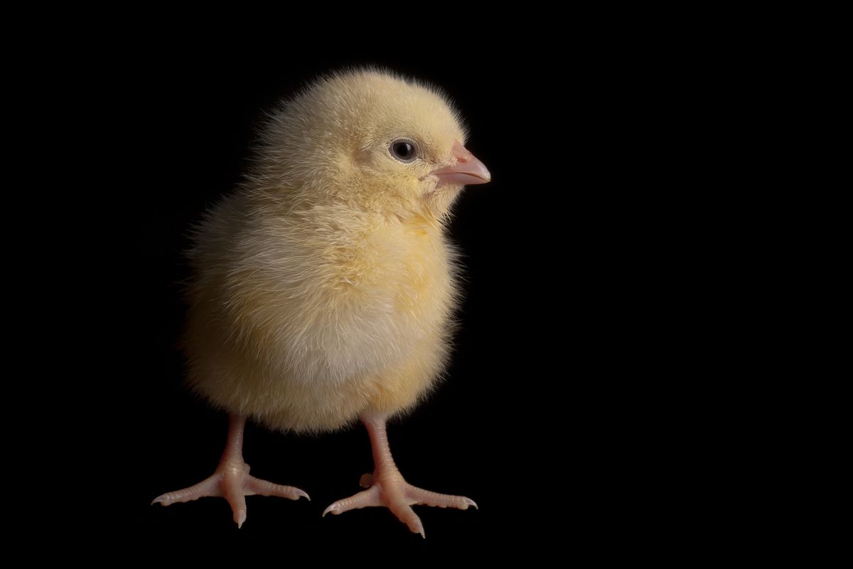 A close-up of a baby chick with a black background. 