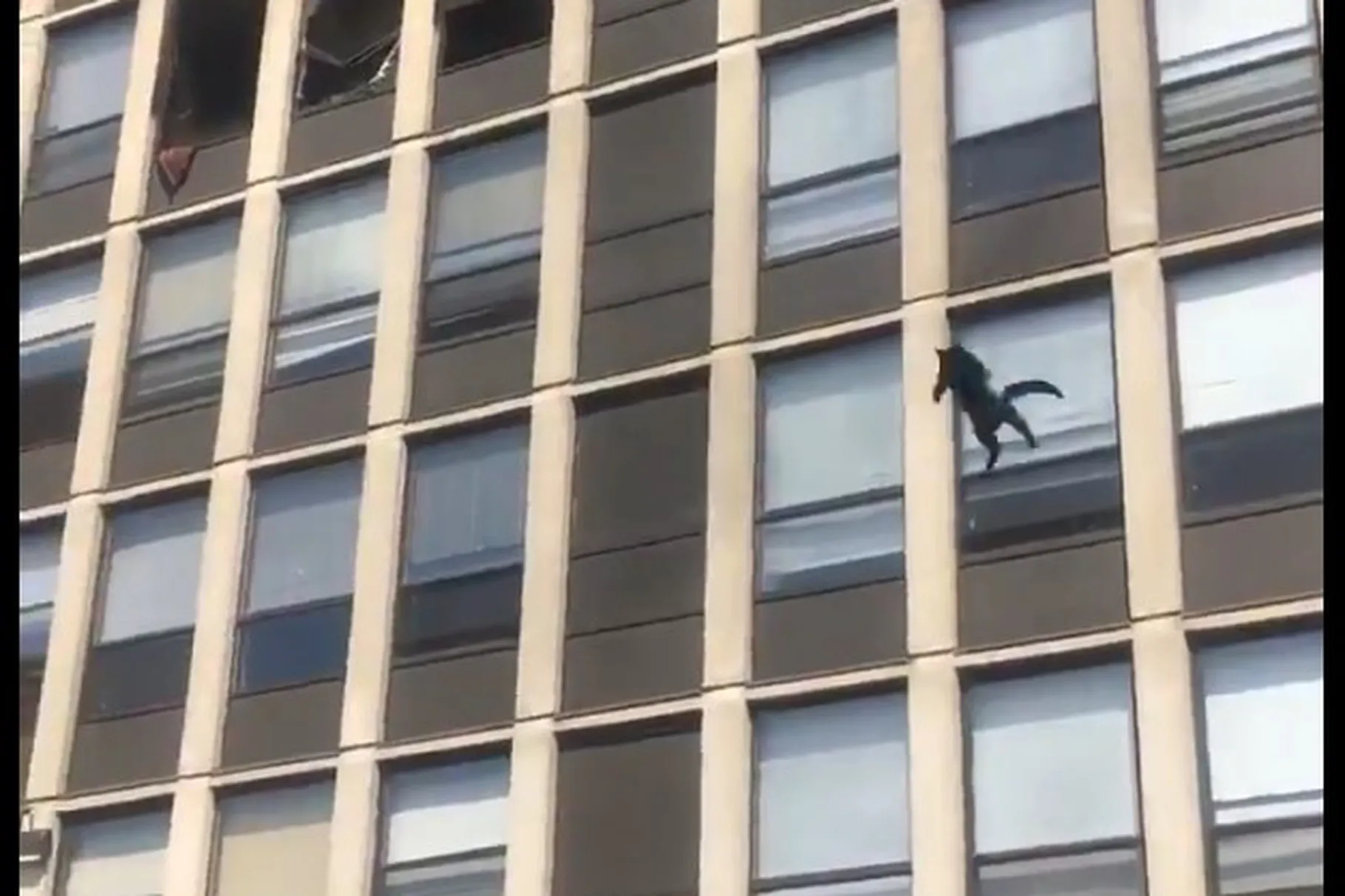 Cat Survives Jump Out of Fifth Story Window