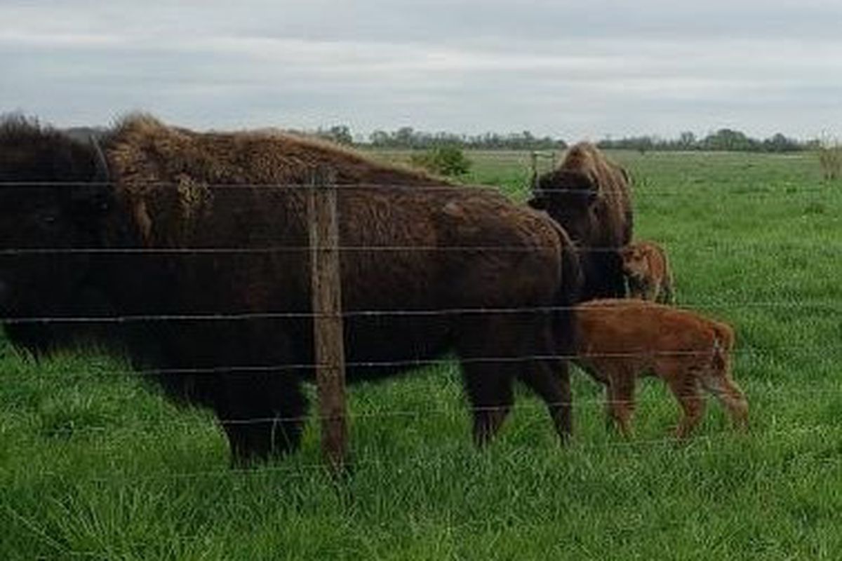 Young bison calves at Midewin National Tallgrass Prairie in early May. Credit: Chris Lundgren&nbsp;