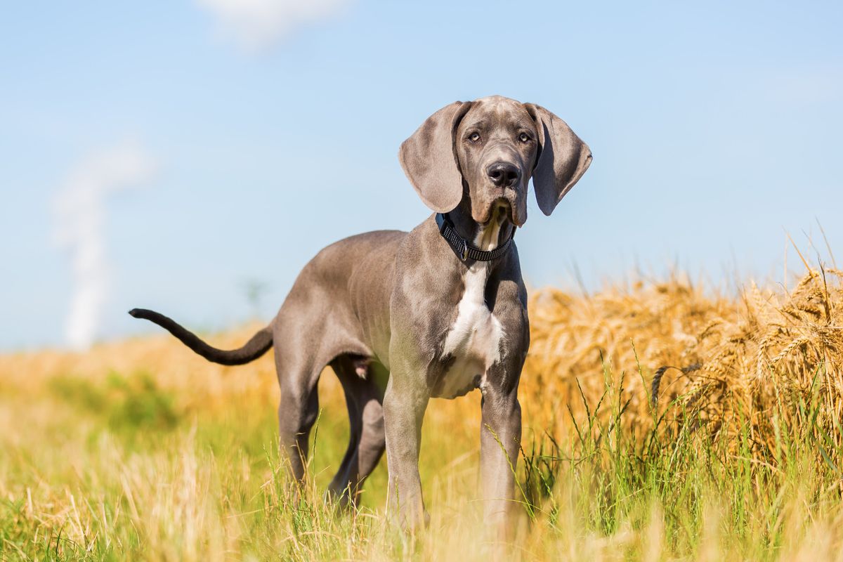 A grey Great Dane dog standing in a field looking at the camera