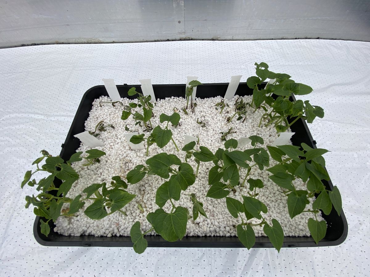 A photograph of a small tray with about 15 small green bean plants. Some look healthy, while others are shriveled and discolored.