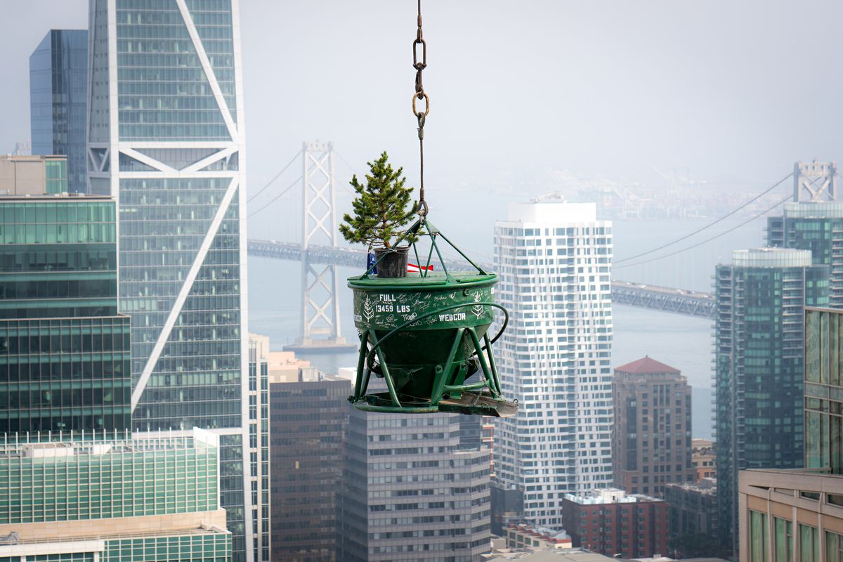 A tree in a bucked on a board being lifted by a rope with views of downtown San Francisco in the background.