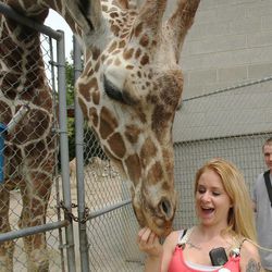 Coral Crawford feeds a giraffe at Hogle Zoo in Salt Lake City Wednesday, June 12, 2013.