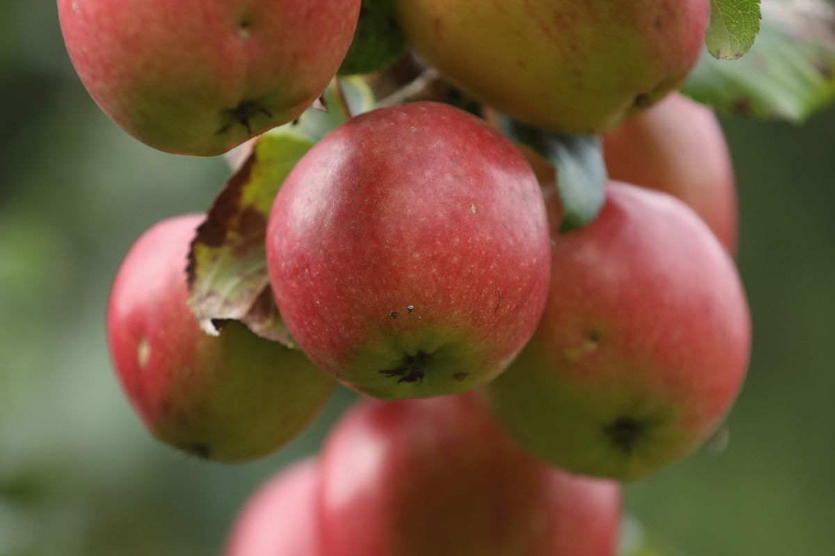 Apple Harvest Underway In Brandenburg