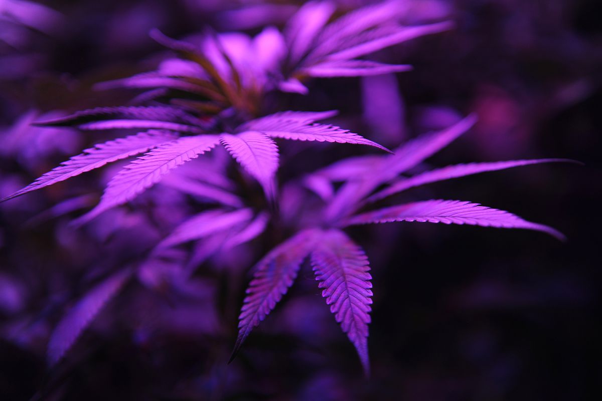 Purple marijuana plants.
