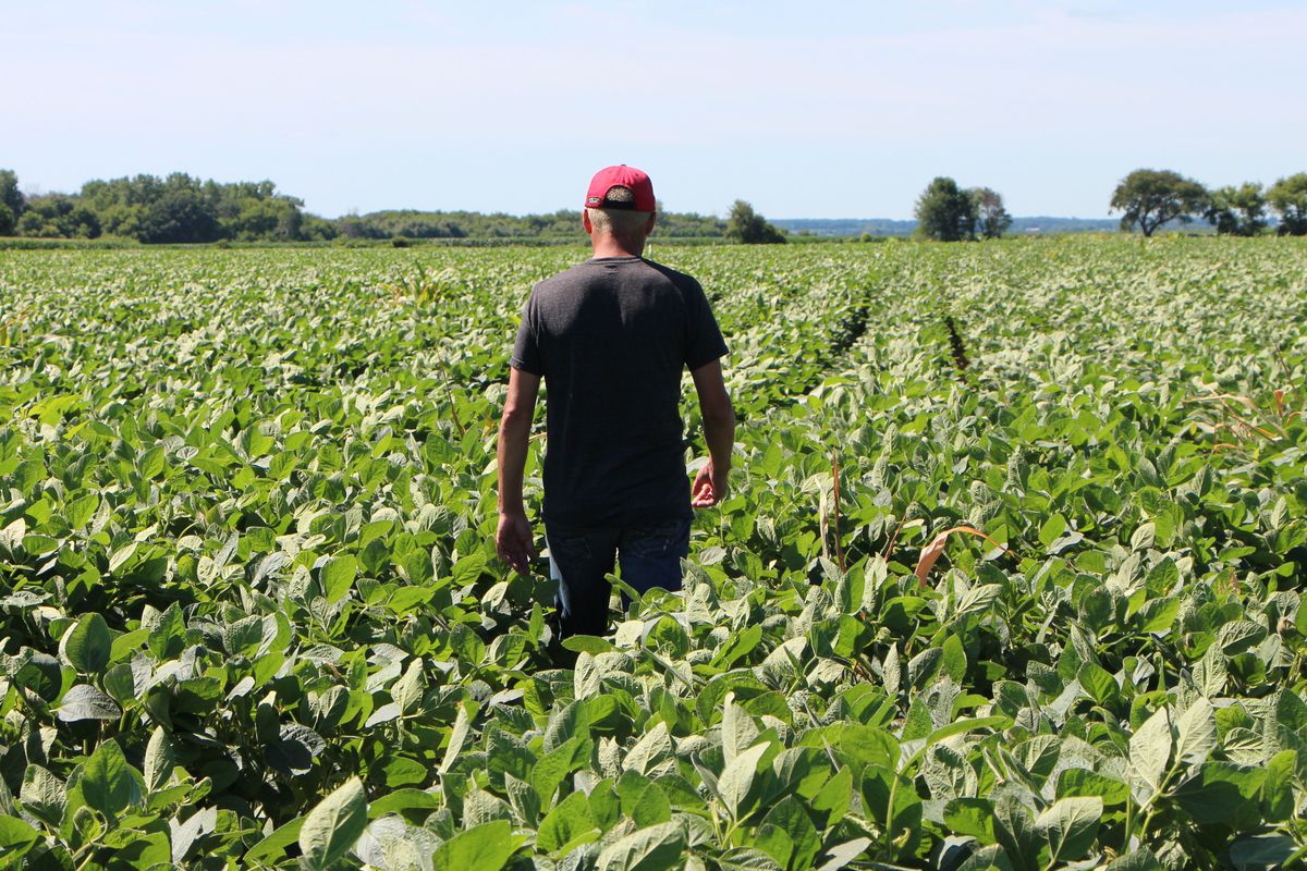 Farmer Terry Davidson walks through his soy fields July 6, 2018, in Harvard, Illinois, the same day China imposed retaliatory tariffs aimed at the US soybean market.